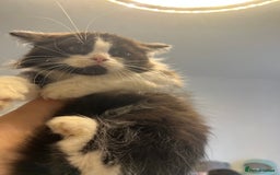 British Shorthair cats for sale: British short hair mixed kittens  - Image 22