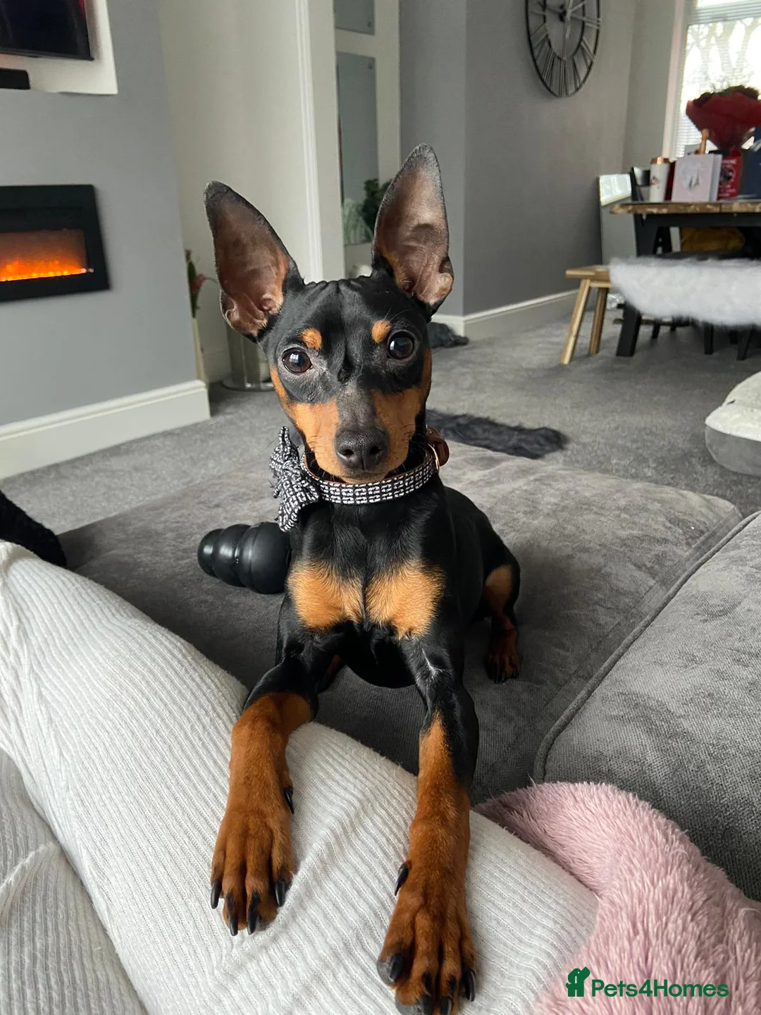 Miniature Pinscher dogs for stud: Miniature pinscher stud in Shildon - Advert 4