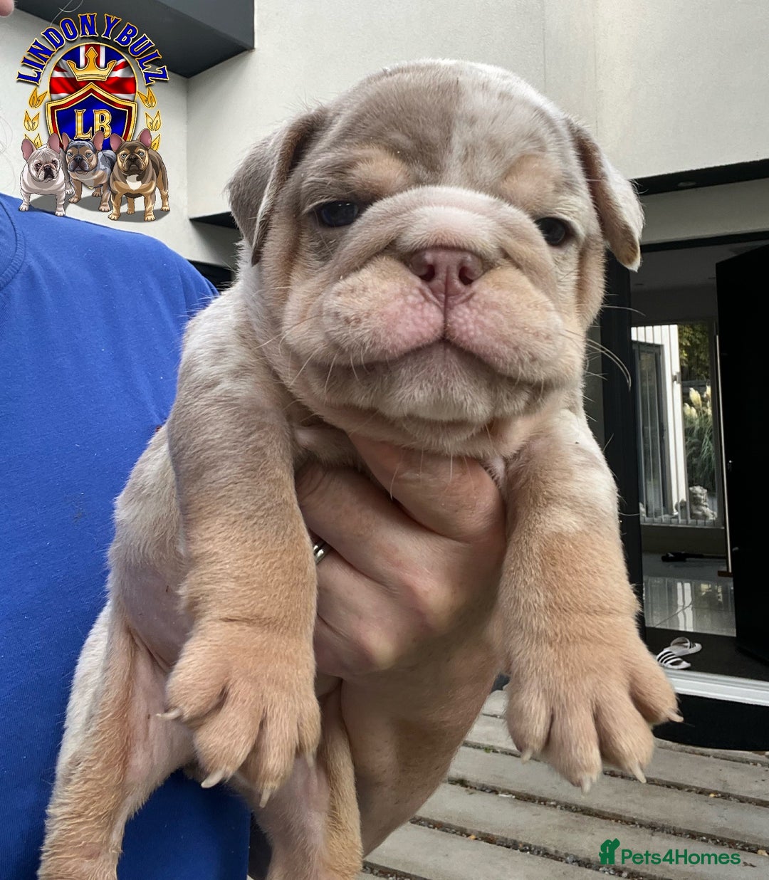 English Bulldog dogs for sale: QUALITY ENGLISH BULLDOG PUPPIES - Image 9