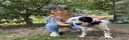 English Setter dogs for adoption: Roy   in Alfreton - Advert 2