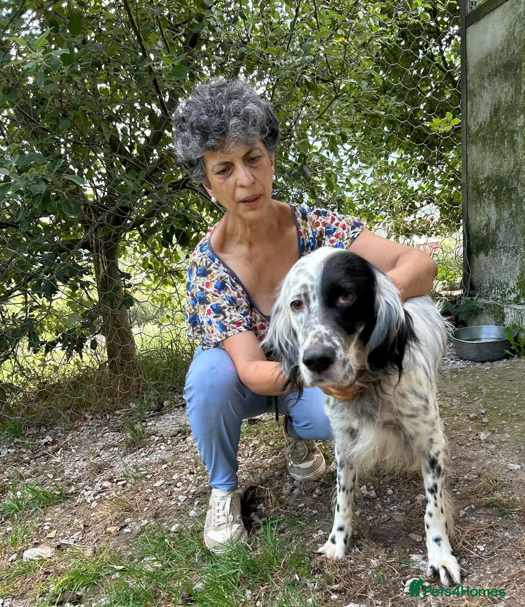 English Setter dogs for adoption: Roy   in Alfreton - Advert 2