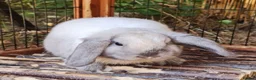 Mini Lop rabbits for sale: Baby girl bunnies ready now. Read full advert - Advert 6