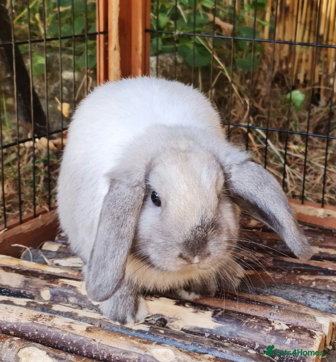 Mini Lop rabbits for sale: Baby girl bunnies ready now. Read full advert - Advert 6