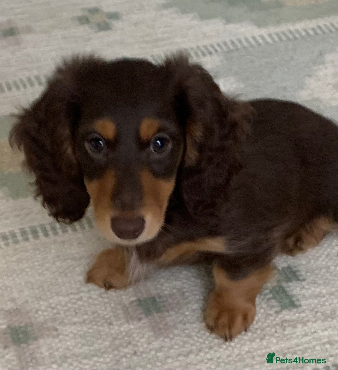 Dachshund dogs Last girl Miniature longhaired dachshund Puppies - Advert 4