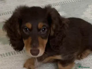 Dachshund dogs Last girl Miniature longhaired dachshund Puppies - Advert 2