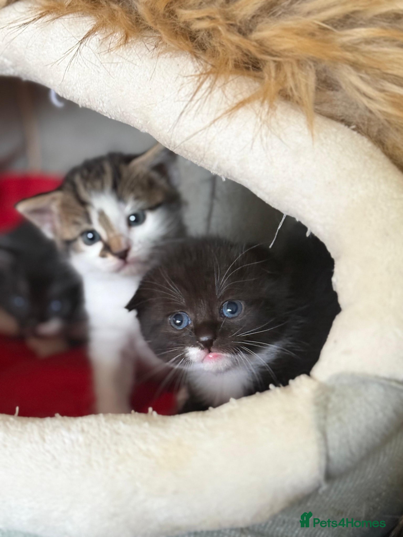 Scottish Fold cats Scottish Kittens Available for Sale😺 - Advert 1