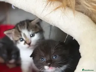 Scottish Fold cats Scottish Kittens Available for Sale😺 - Advert 1