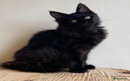 Maine Coon cats for sale: Beautiful pure bread Maine Coon kittens - Image 13
