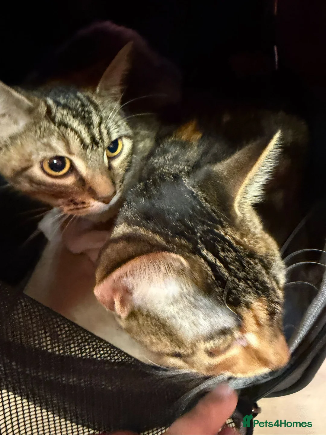 Domestic Shorthair cats for sale: Adorable 5-Month-Old Female Kitten Urgent Rehoming - Advert 4