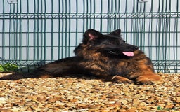 German Shepherd dogs for sale: Outstanding KC longhaired german shepherd puppies - Image 11