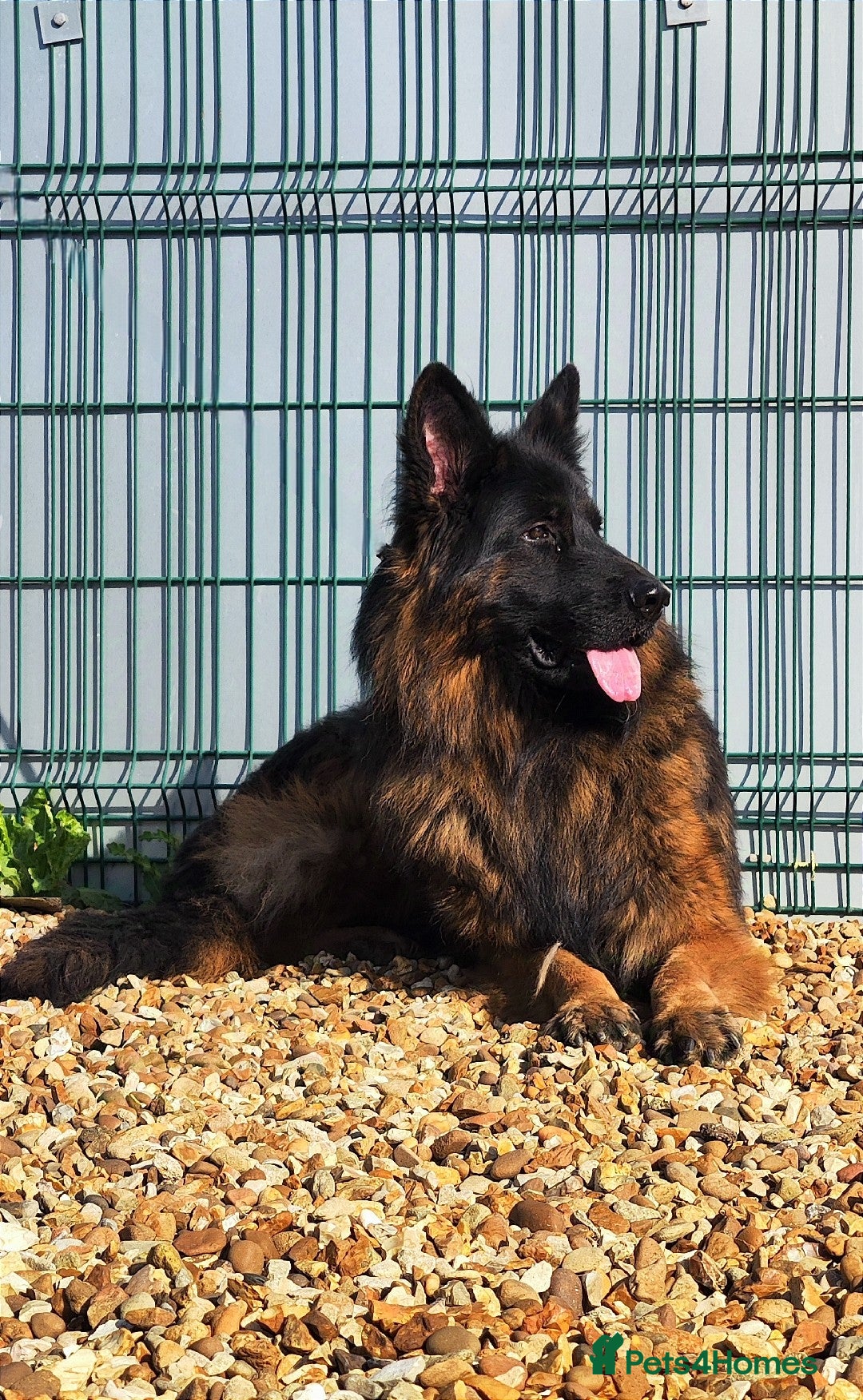 German Shepherd dogs for sale: Outstanding KC longhaired german shepherd puppies - Image 11