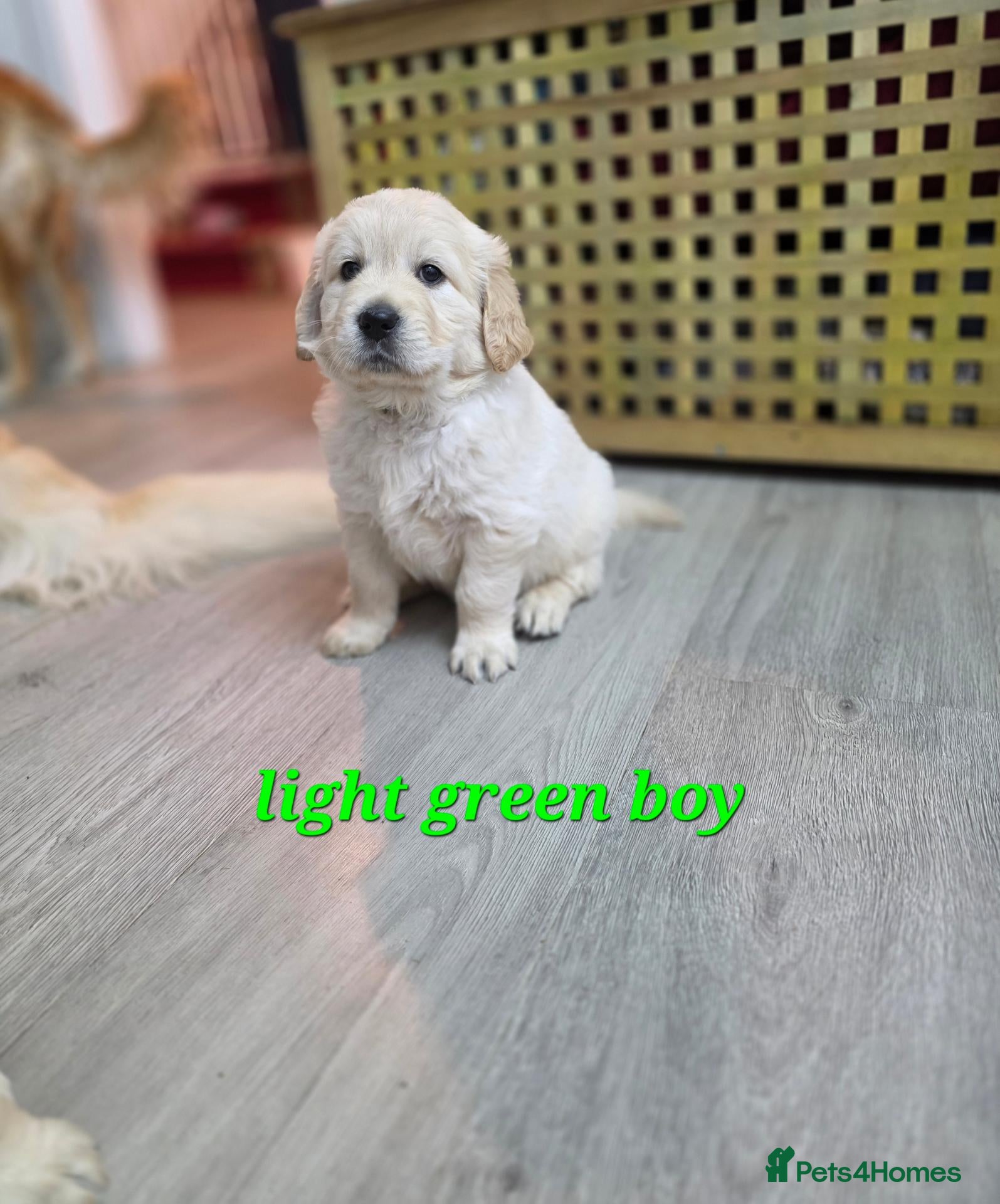 Golden Retriever dogs Lovely Golden retriever puppy  - Advert 2