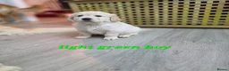 Golden Retriever dogs for sale: Lovely Golden retriever puppy  - Advert 2