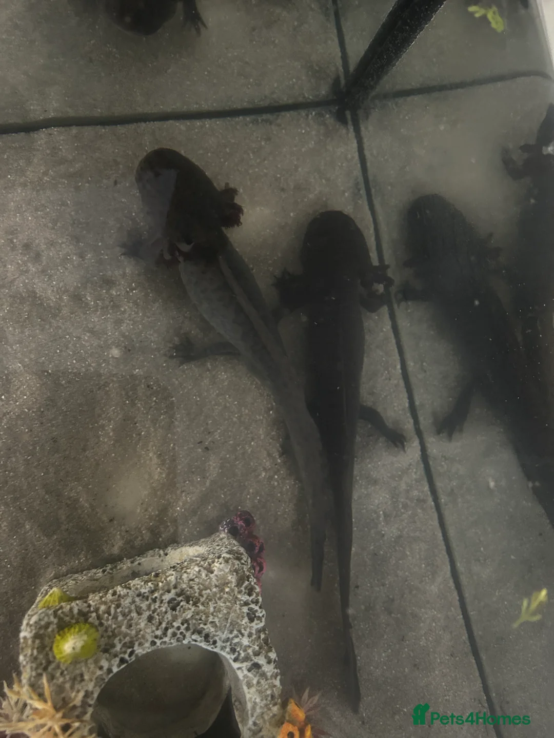 Axolotl reptiles for sale: 2x axolotls  in Chester - Advert 2