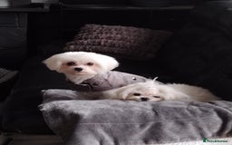 Maltese dogs for sale: 🤩Gorgeous little boy 🤩 - Image 12