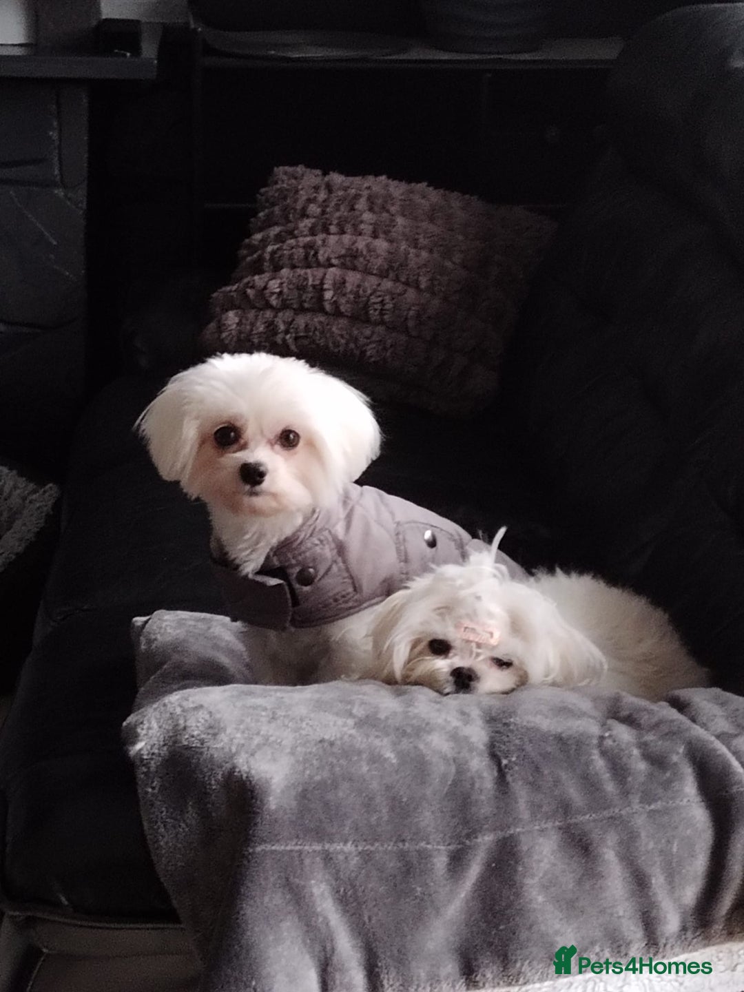 Maltese dogs for sale: 🤩Gorgeous little boy 🤩 - Image 12