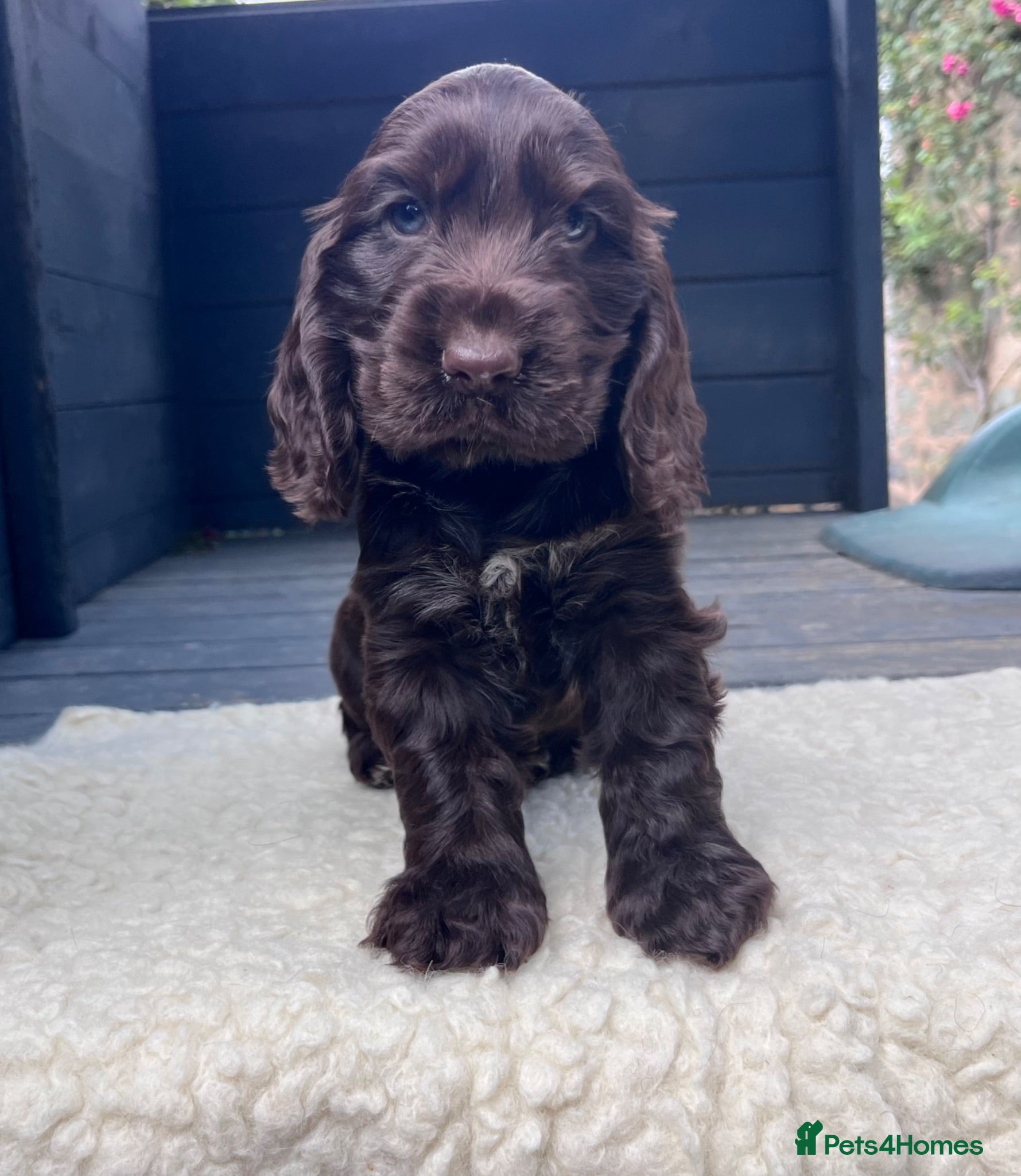 Cocker Spaniel dogs Outstanding health tested KC show cocker puppies - Advert 17
