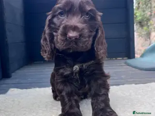 Cocker Spaniel dogs Outstanding health tested KC show cocker puppies - Advert 17