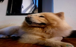 Chow Chow dogs for sale: Male chow chow - Image 4