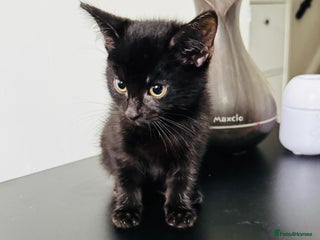 Mixed Breed cats - Advert 3