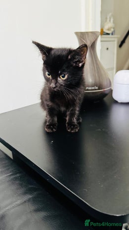 Mixed Breed cats - Advert 12