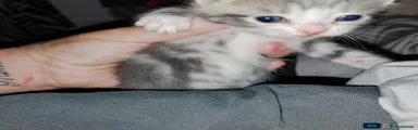 Mixed Breed Kitten 2