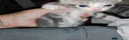 Mixed Breed cats for sale: mixed munchkins  - Advert 7