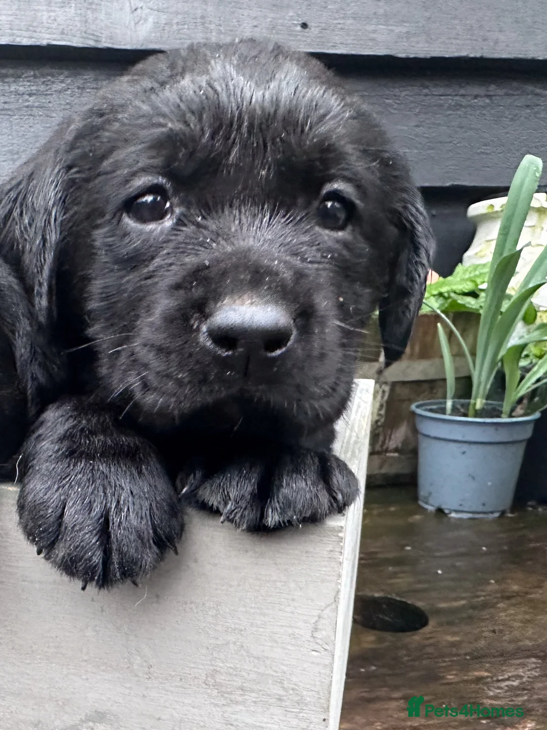 Labrador Retriever dogs for sale: Labrador Ready 23 February - Advert 4