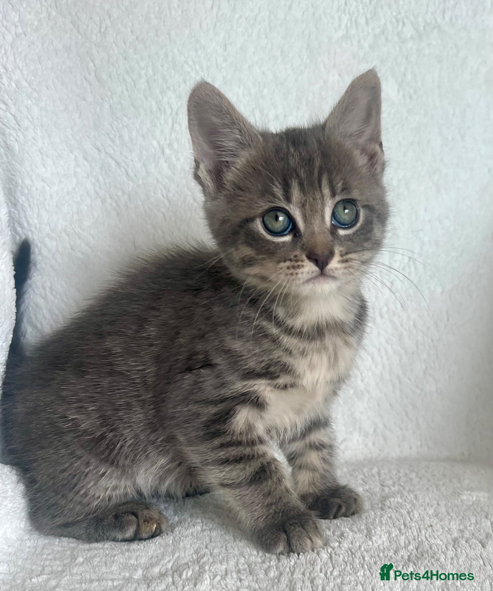 Mixed Breed cats 4 adorable kitties looking for loving homes  - Advert 1