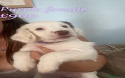 English Springer Spaniel dogs for sale: Gorgeous springer spaniel pups  - Image 2