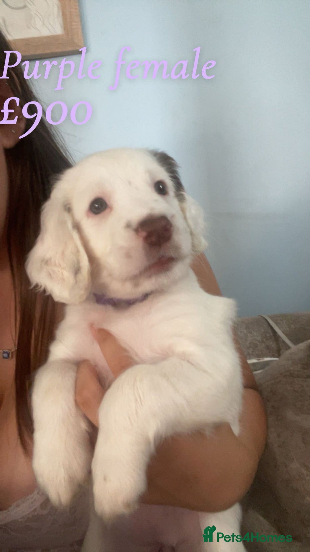 English Springer Spaniel dogs for sale: Gorgeous springer spaniel pups  - Image 2