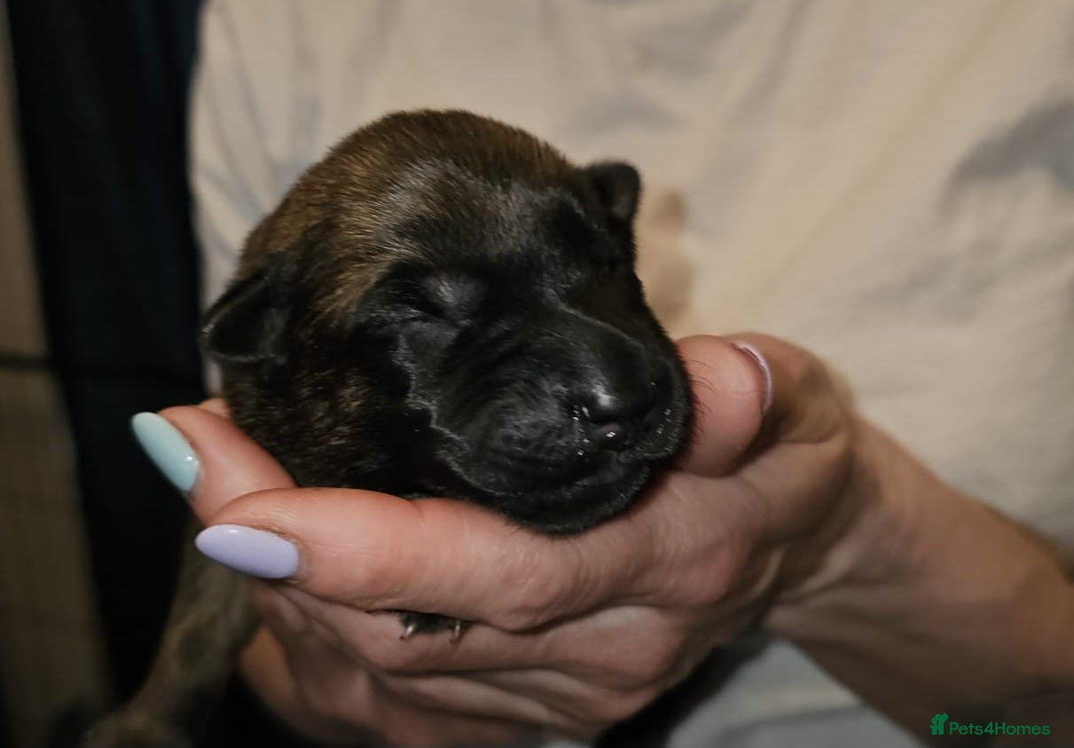 Belgian Shepherd Dog dogs for sale: Belgian Malinois Puppies for Sale (Working Line) - Advert 19