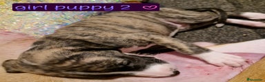 Whippet Puppy 9
