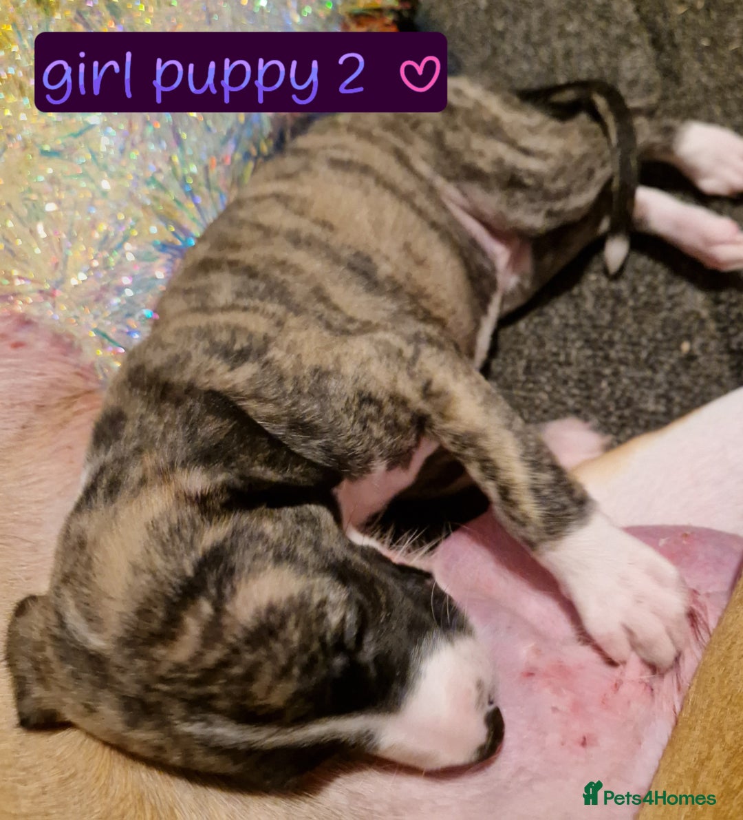 Whippet dogs for sale: Gorgeous whippet puppies - Advert 9