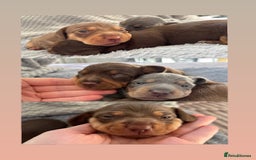 Miniature Dachshund dogs for sale: Miniature dachshund puppies - Image 3