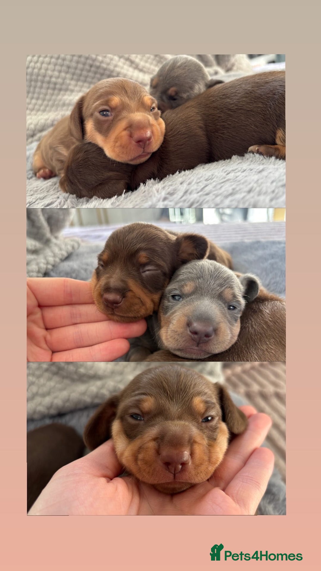 Miniature Dachshund dogs for sale: Miniature dachshund puppies - Image 3