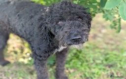 Mixed Breed dogs for sale: Handsome Hero 😍🐾 - Image 1