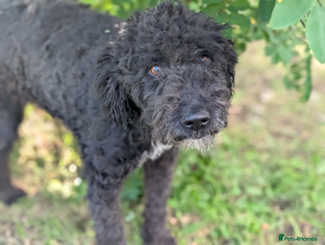 Mixed Breed dogs for sale: Handsome Hero 😍🐾 - Image 1