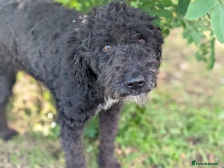 Mixed Breed dogs - Advert 15