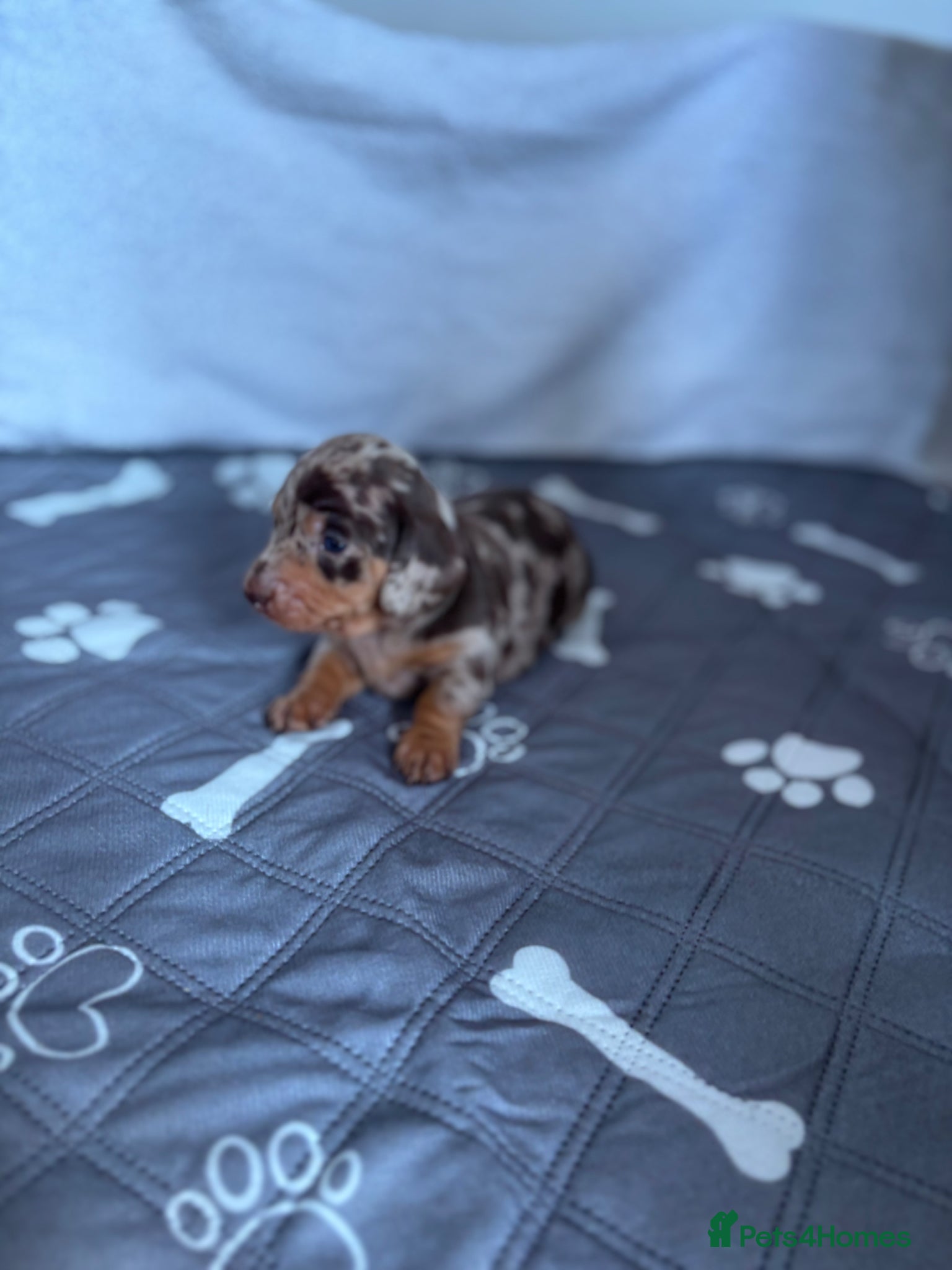 Miniature Dachshund dogs Miniature dachshund puppies - Advert 12