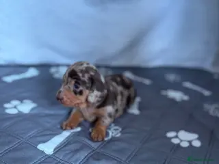 Miniature Dachshund dogs Miniature dachshund puppies - Advert 12