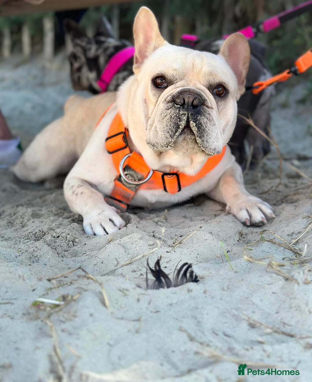 French Bulldog dogs for sale: French bulldog boy - Advert 4