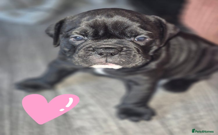 Olde English Bulldogge dogs - Advert 5