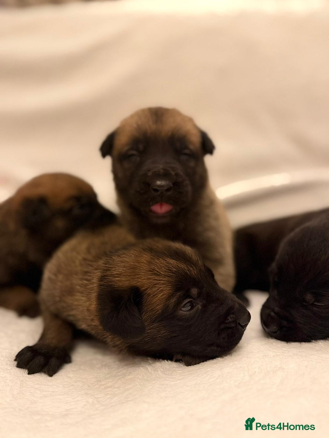 Belgian Shepherd Dog dogs for sale: Top working bloodline belgian malinois puppies - Advert 2