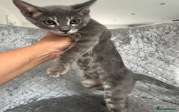 Bengal cats for sale: Striking Blue TICA Male Bengal Kittens 💙  - Image 31