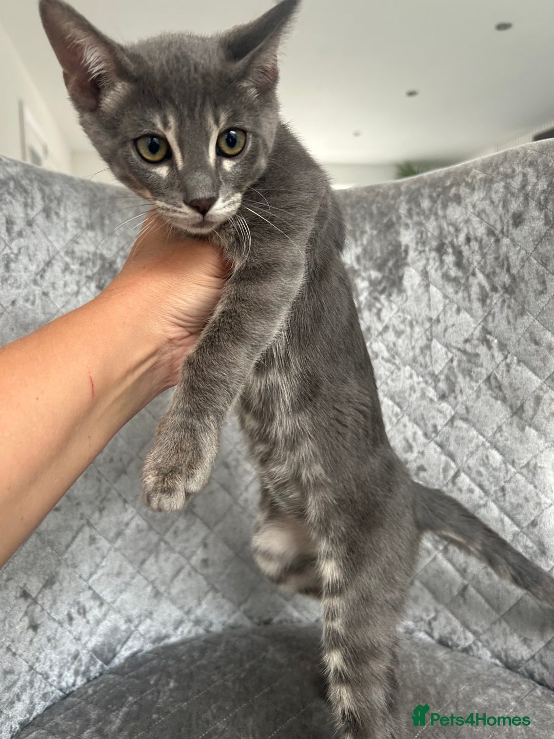 Bengal cats for sale: Striking Blue TICA Male Bengal Kittens 💙  - Image 31