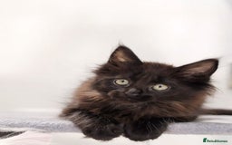 Maine Coon cats for sale: TICA registered Giant Maine coon   - Image 12