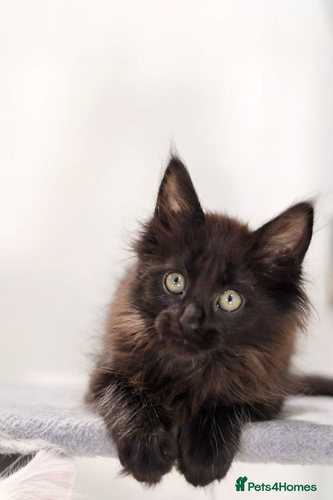 Maine Coon cats for sale: TICA registered Giant Maine coon   - Image 12