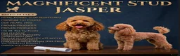 Cockapoo dogs for sale: ⚜️🌸Lady Whistledown Cockapoos🌸⚜️ - Advert 5
