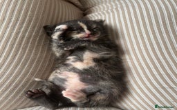 Maine Coon cats for sale: 5 bengal/maine coon kittens - Image 2